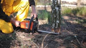 How Our Tree Care Process Works  in  Mount Vista, WA