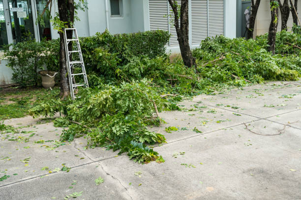Best Tree Preservation Services  in Mount Vista, WA
